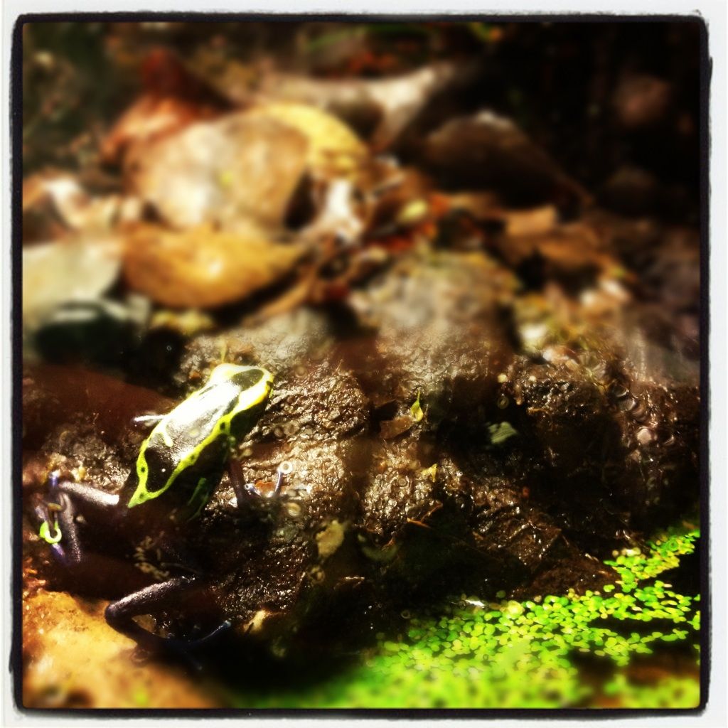 First dart frogs, yay! | Dendroboard